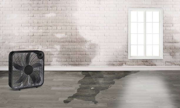 Best Water damage contractors near me  in Oak Grove, MS